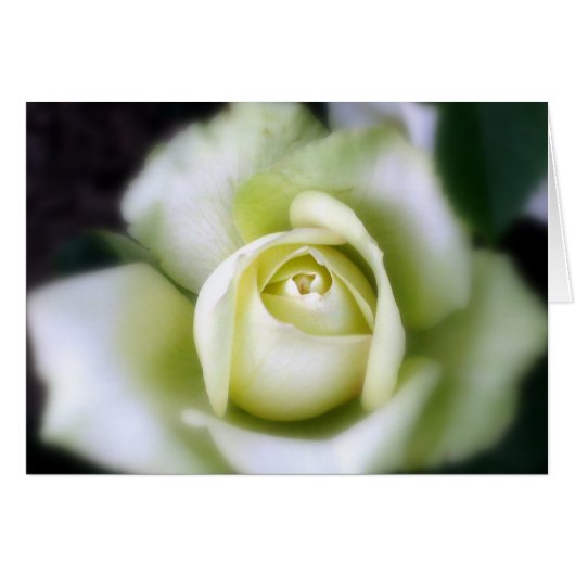 White Rose Soft Focus (Voorkant Horizontaal)