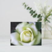 White Rose Soft Focus Briefkaart (Staand voorkant)