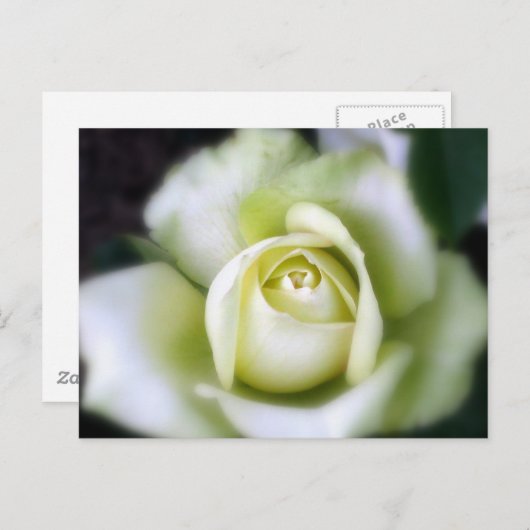 White Rose Soft Focus Briefkaart (Voorkant / Achterkant)