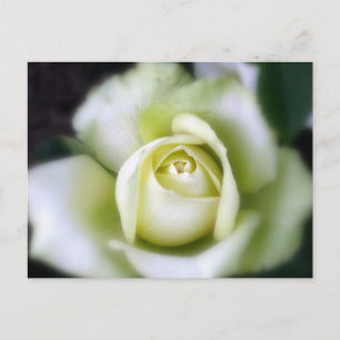 White Rose Soft Focus Briefkaart