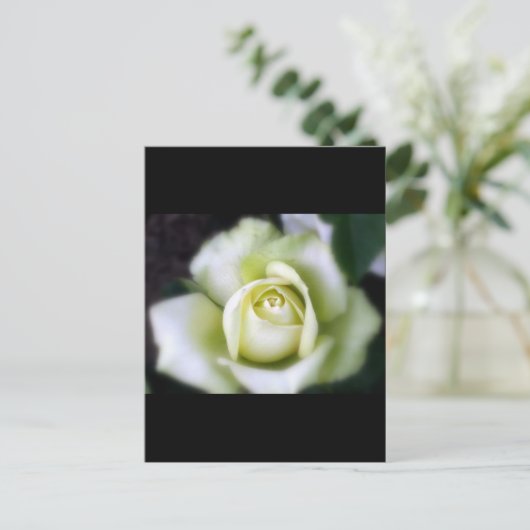 White Rose Soft Focus Briefkaart (Staand voorkant)