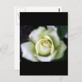 White Rose Soft Focus Briefkaart (Voorkant / Achterkant)