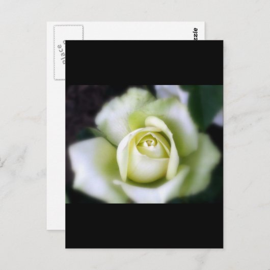 White Rose Soft Focus Briefkaart (Voorkant / Achterkant)
