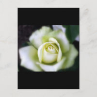 White Rose Soft Focus