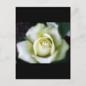 White Rose Soft Focus Briefkaart (Voorkant)