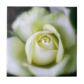 White Rose Soft Focus keramische Tegel Tegeltje (Voorkant)