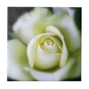 White Rose Soft Focus keramische Tegel Tegeltje