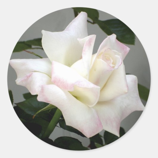 White Rose Sticker (Voorkant)