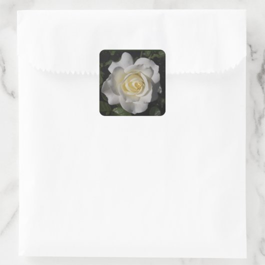 White Rose Sticker (Tas)