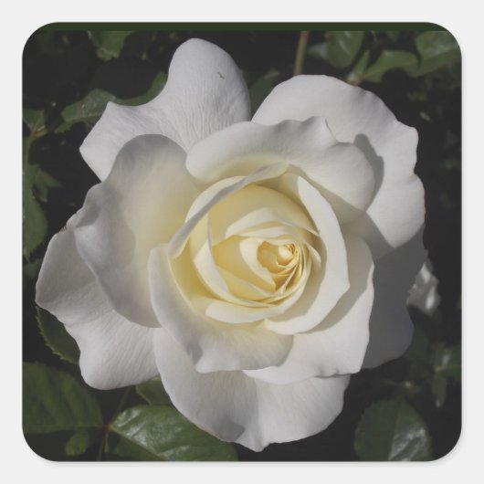 White Rose Sticker (Voorkant)