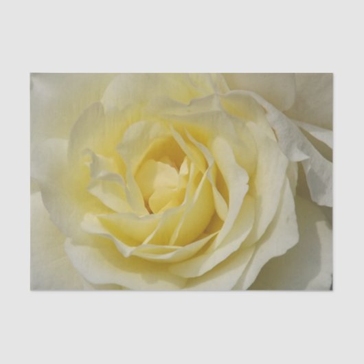 White Rose Tissue Paper Tissuepapier (Voorkant)