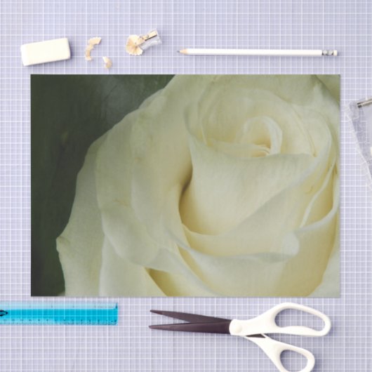 White Rose Tissuepapier (Craft)