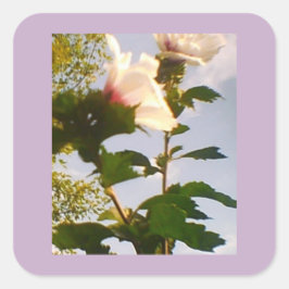 White Rose Vierkante Sticker