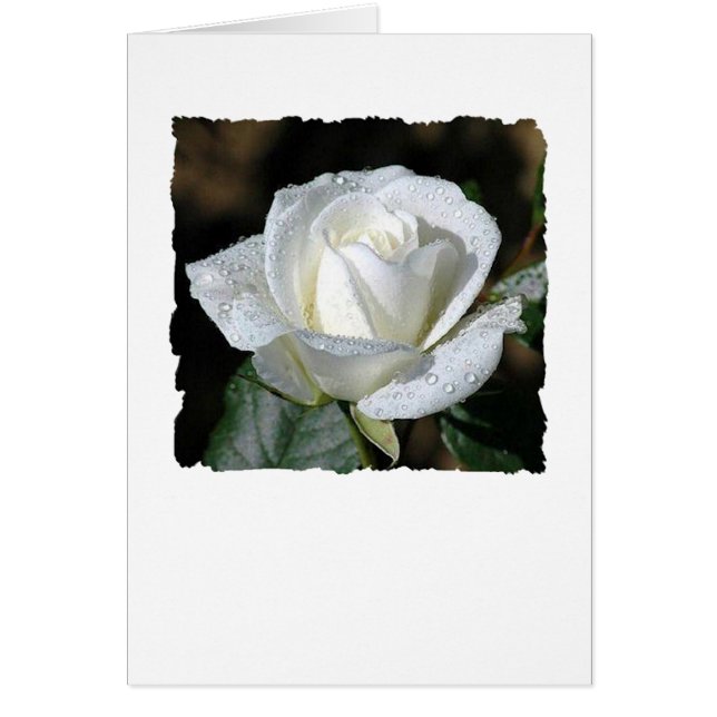 White Rose with Dew (Voorkant)