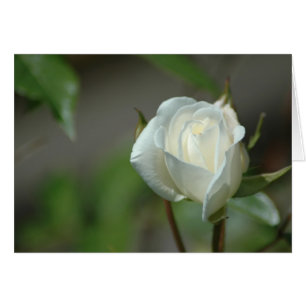 White Rosebud
