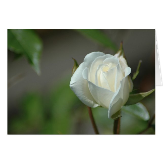 White Rosebud (Voorkant Horizontaal)