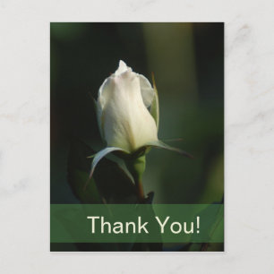 White Rosebud Briefkaart