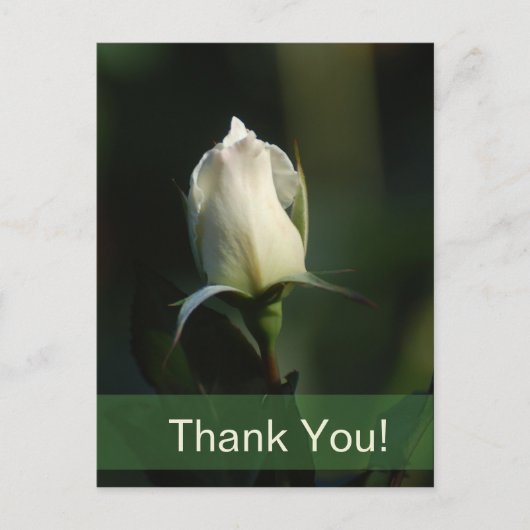 White Rosebud Briefkaart (Voorkant)