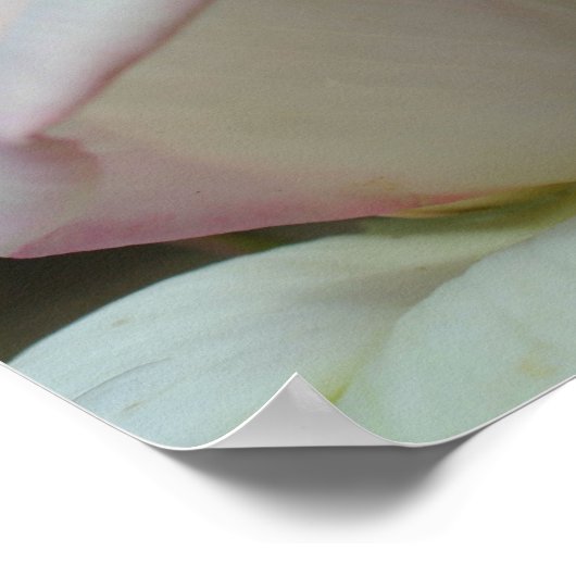 White Rosebud Flower Poster (Hoek)