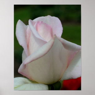 White Rosebud Flower Poster