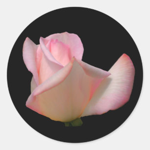White Rosebud Flower Ronde Sticker