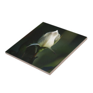 White Rosebud Tegeltje