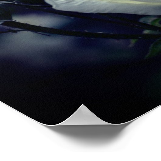 White Rosebud Trio Floral Poster (Hoek)