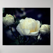 White Rosebud Trio Floral Poster (Voorkant)