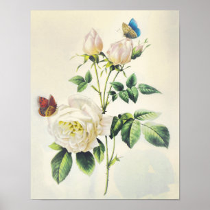 White Roses and Butterflies van Pierre Redoute Poster
