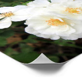  White Roses Floral Foto Poster (Hoek)