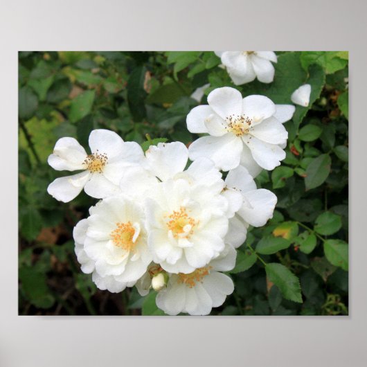  White Roses Floral Foto Poster (Voorkant)