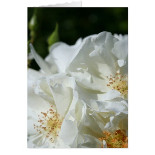 White Roses Floral Photography wenskaart (Voorkant)