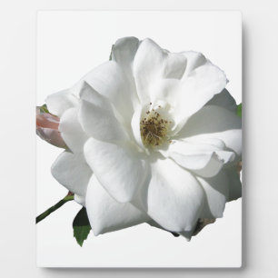 White Roses Party Douche Bruidsbloemen Destiny Fotoplaat