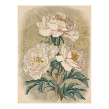 White Roses Peony  botanische muurkunst