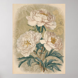 White Roses Peony  botanische muurkunst Poster