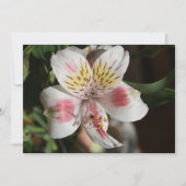 White/Roze Alstroemeria Flower Invitation Kaart (Voorkant)