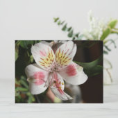 White/Roze Alstroemeria Flower Invitation Kaart (Staand voorkant)