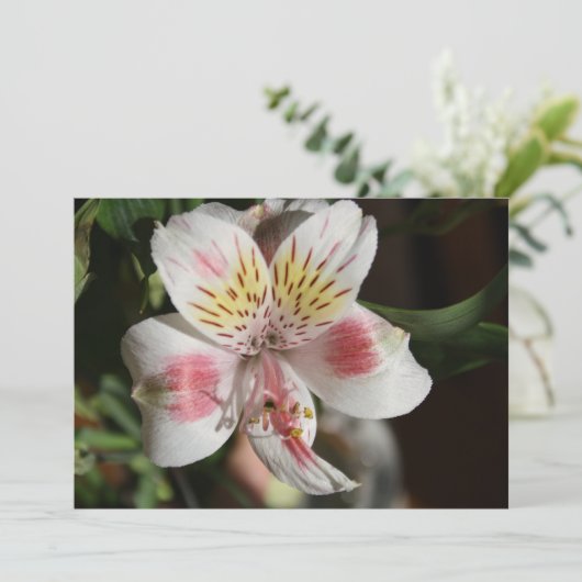 White/Roze Alstroemeria Flower Invitation Kaart (Staand voorkant)