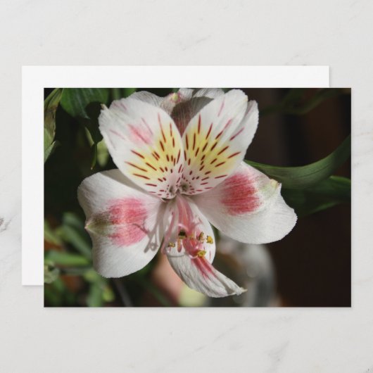 White/Roze Alstroemeria Flower Invitation Kaart (Voorkant / Achterkant)