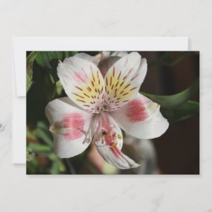 White/Roze Alstroemeria Flower Invitation Kaart