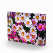 White roze Daisies Flower Fotoblokken (Rechts)