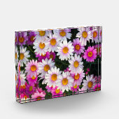 White roze Daisies Flower Fotoblokken (Links)