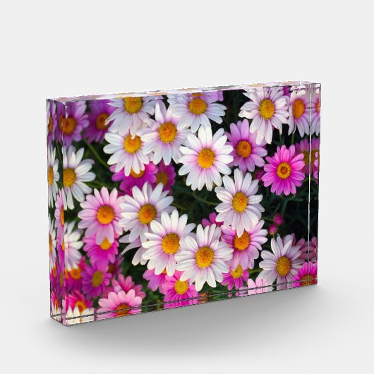 White roze Daisies Flower Fotoblokken (Links)