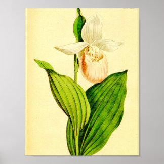 White & Roze Lady Slipper Poster