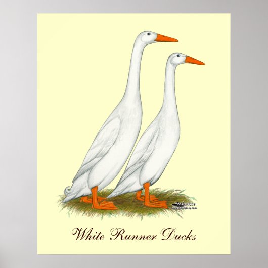 White Runner Ducks Poster (Voorkant)