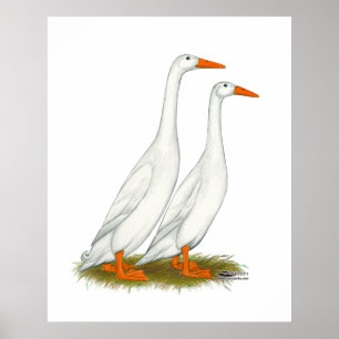 White Runner Ducks Poster