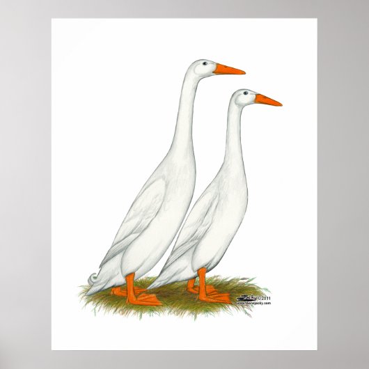 White Runner Ducks Poster (Voorkant)