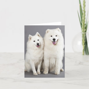 White Samoyed Puppy Dog - Hallo, denken aan jou Kaart