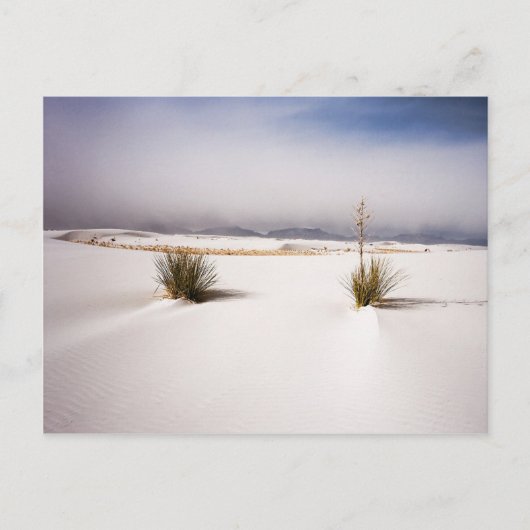 White Sands Morning postcard Briefkaart (Voorkant)