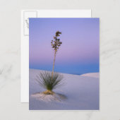 WHITE SANDS NATIONAAL MONUMENT, NIEUW MEXICO. BRIEFKAART (Voorkant / Achterkant)